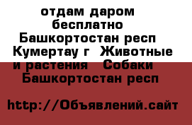 отдам даром - бесплатно - Башкортостан респ., Кумертау г. Животные и растения » Собаки   . Башкортостан респ.